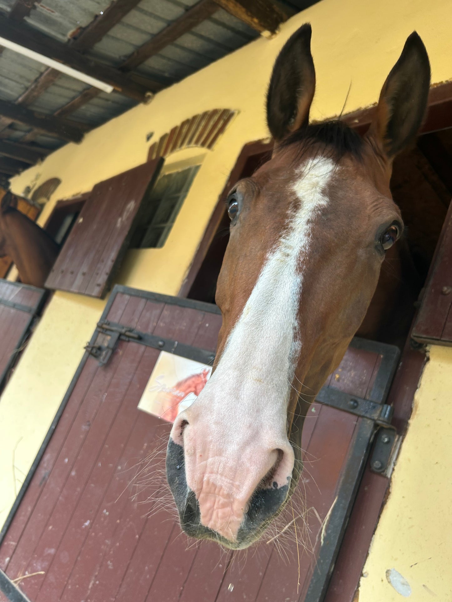 Ekologiczny Obornik Koński 25 kg – Naturalny nawóz ogrodniczy od naszych koników 🐴