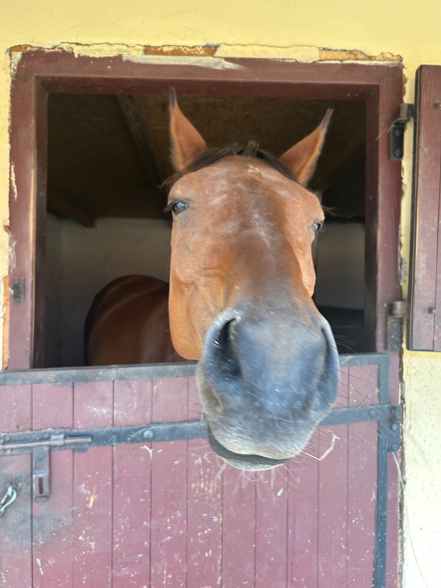 Ekologiczny Obornik Koński 25 kg – Naturalny nawóz ogrodniczy od naszych koników 🐴