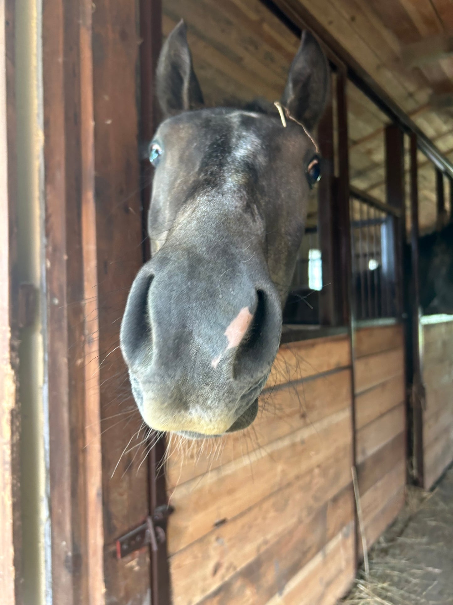 Ekologiczny Obornik Koński 25 kg – Naturalny nawóz ogrodniczy od naszych koników 🐴